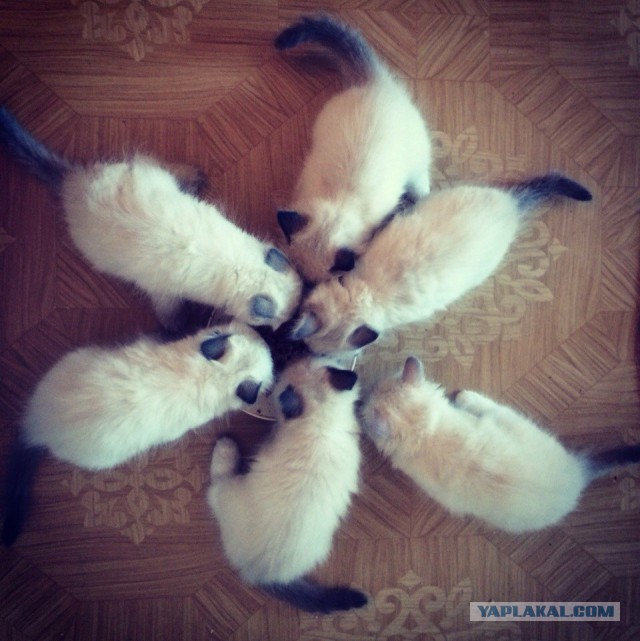Котовторник 6.05.2014