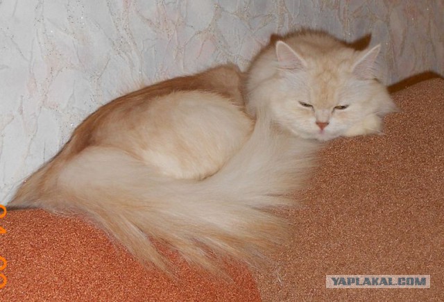 Котовторник 17.06.2014