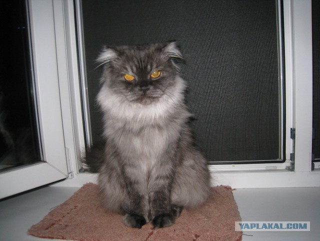Котовторник 17.06.2014