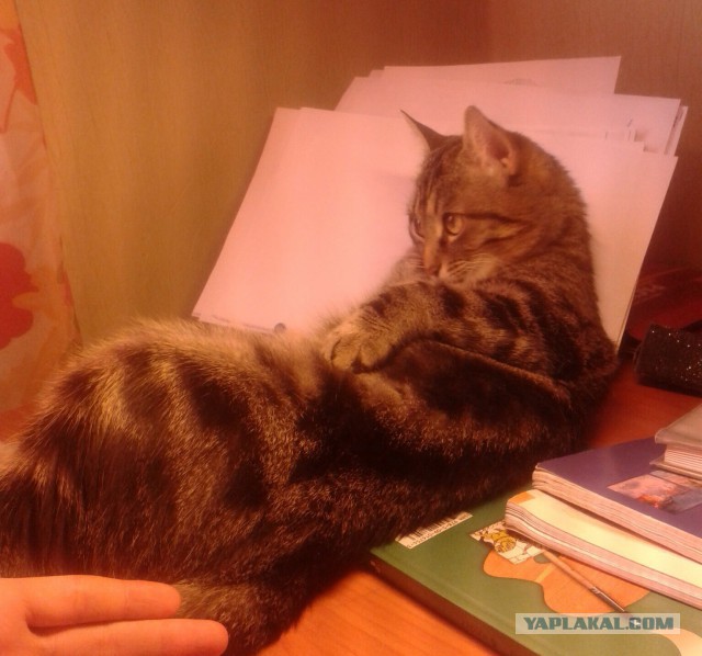 Котовторник  08.07.2014