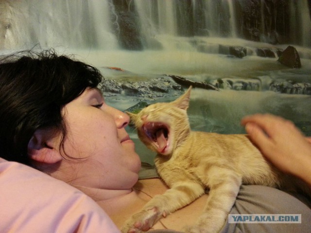 А у тебя есть фото твоей зевающей котейки ?