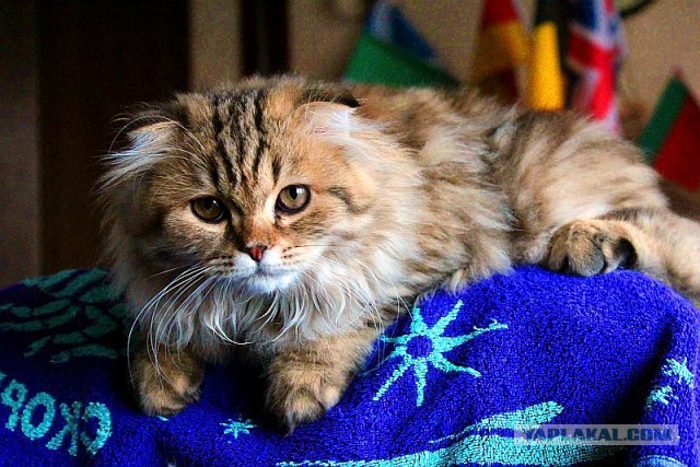 Котовторник 12.08.2014