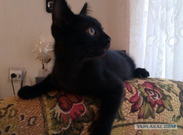 Котовторник 12.08.2014