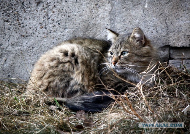 Котовторник 09.09.2014