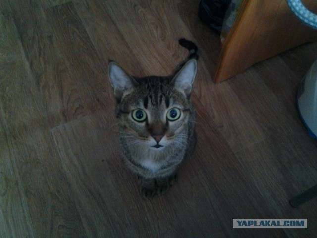 Котовторник 25.11.2014
