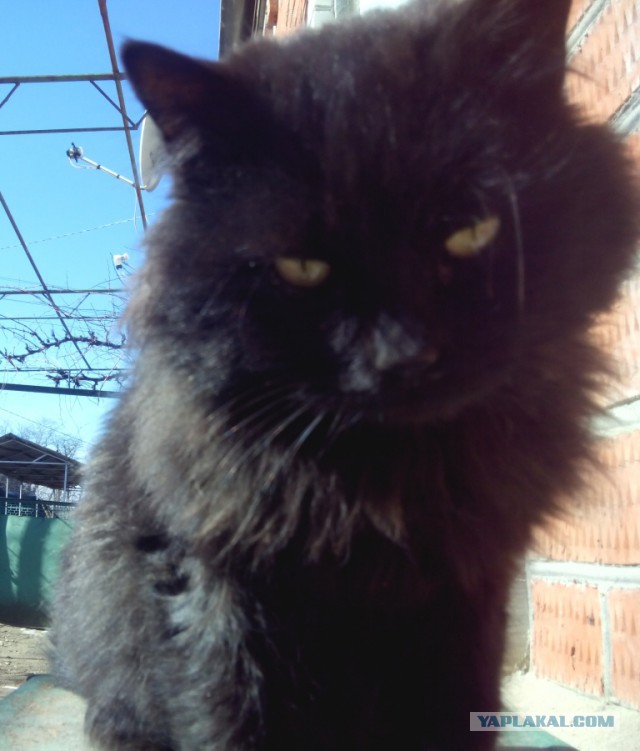 Котовторник.