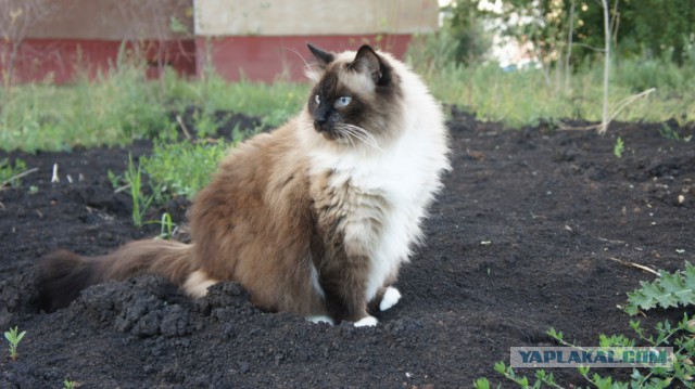 Котовторник