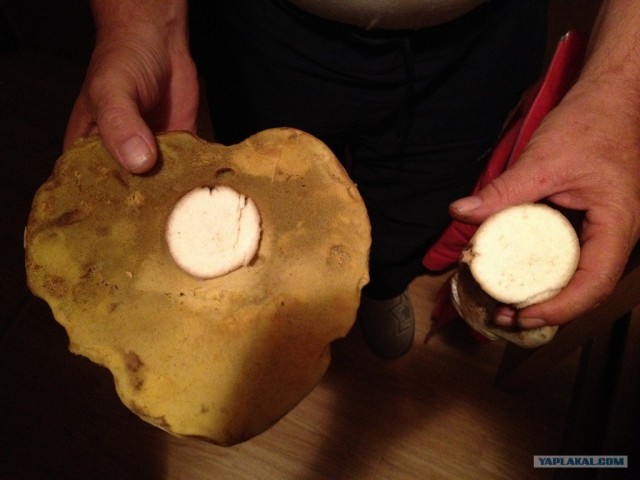 Благороднейший белый