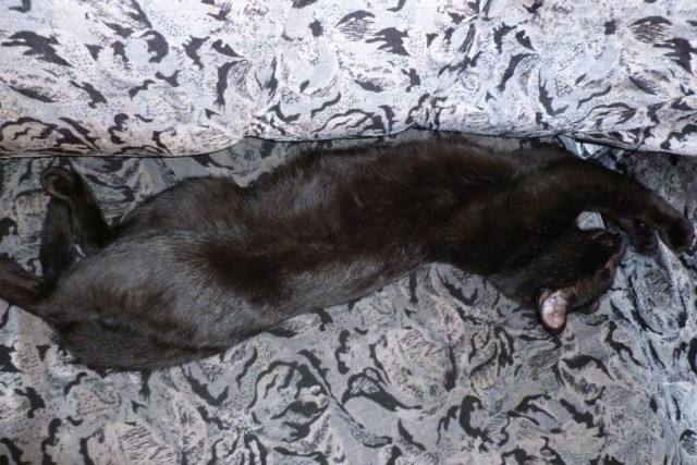 Котовторник 25.08.2015