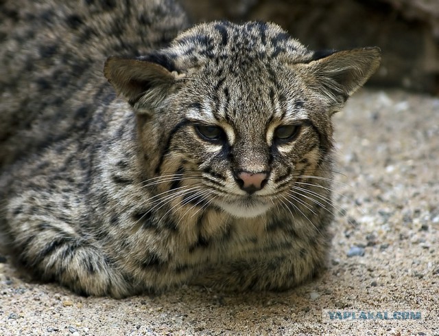 Дикий котовторник