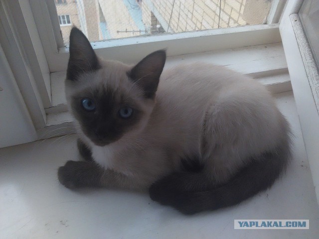 Как я сегодня спас кота