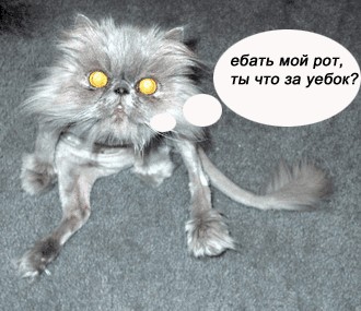 Коты, кошки, котята
