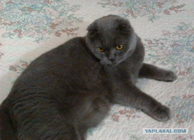 Котовторник 22.12.2015