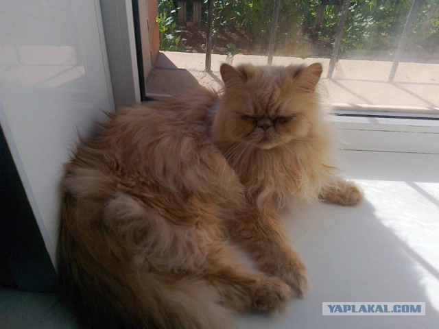 Коты, они - как люди!