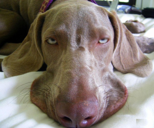 Животные с похмелья