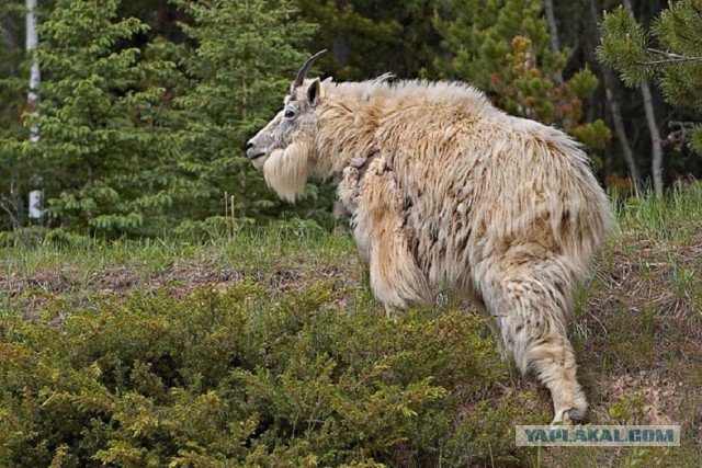 Всем нашим встречам,  увы, разлуки суждены...