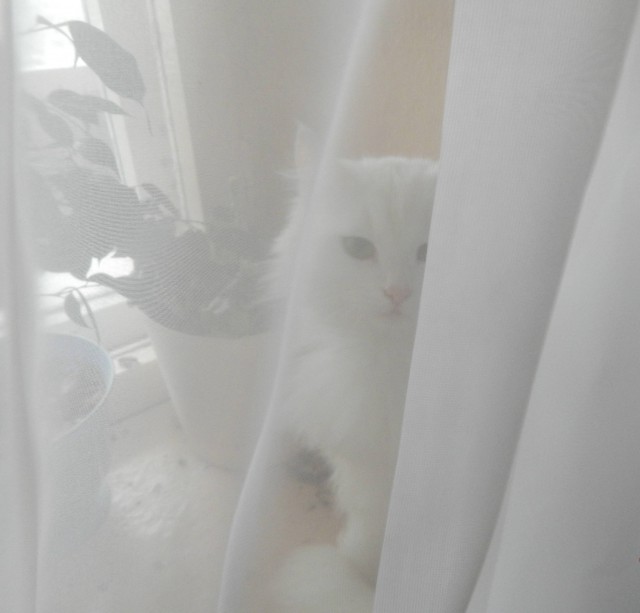 Котопрятки