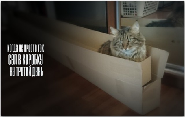 Кот прибалдел от новой коробки.
