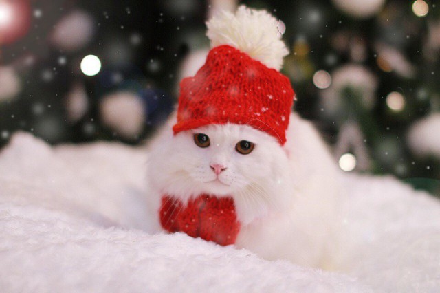 ГЛАГОЛящие коты