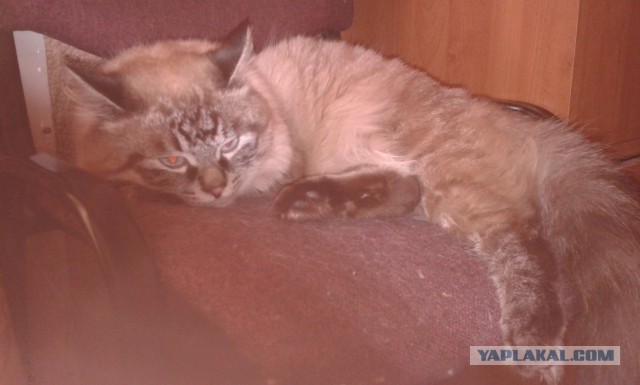 Котовторник  14.02.2017