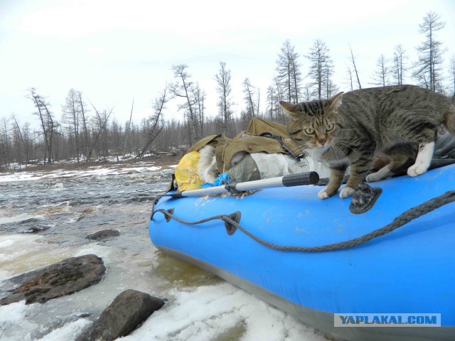 Котовторник 21.02.2017