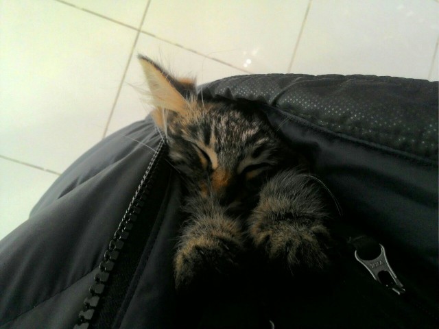 Коты и Кошки