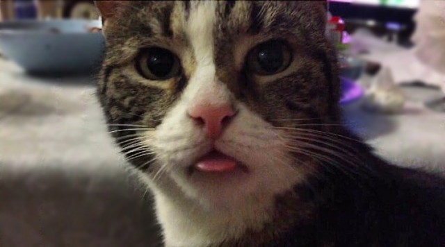 Коты и Кошки