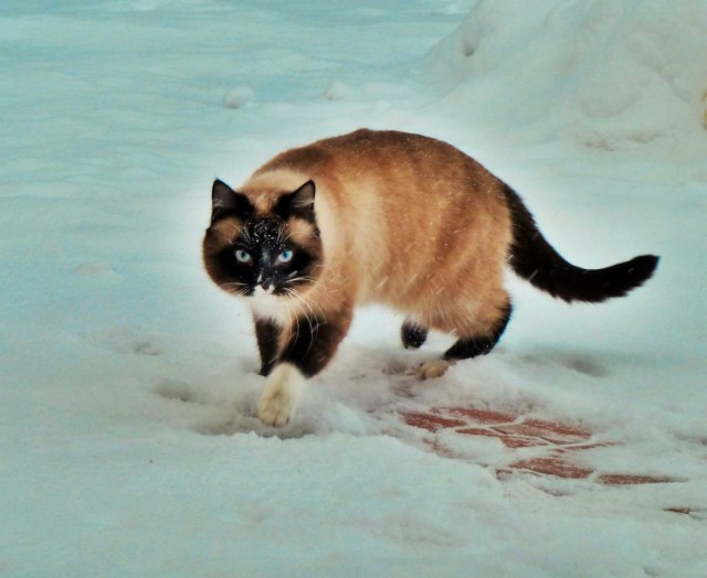 Коты и Кошки