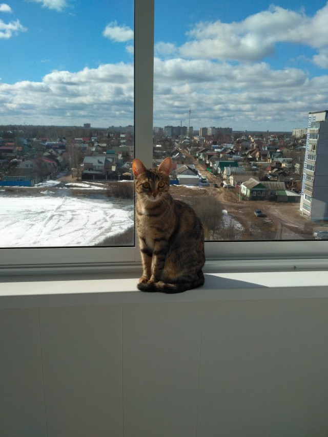 Коты и Кошки