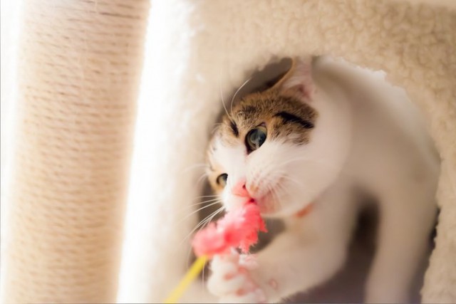 Коты и Кошки