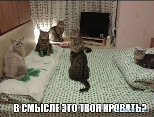 Картинки. Интересные, старые и не очень