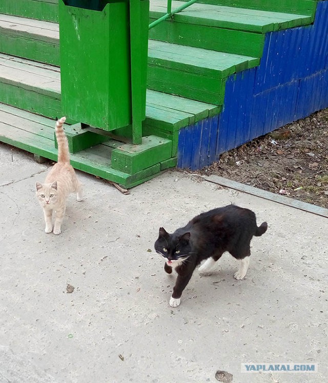 Котовторник 30.05.2017