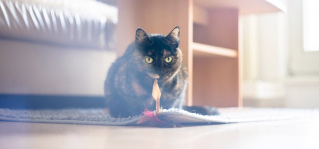 Коты и Кошки
