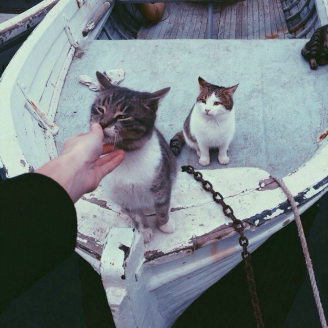 Коты и Кошки