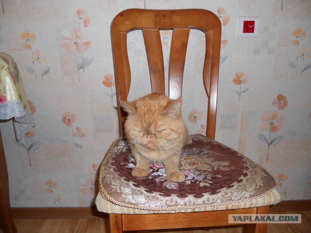 Котовторник 11.07.2017