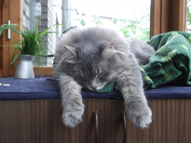 Котовторник 29.08.2017