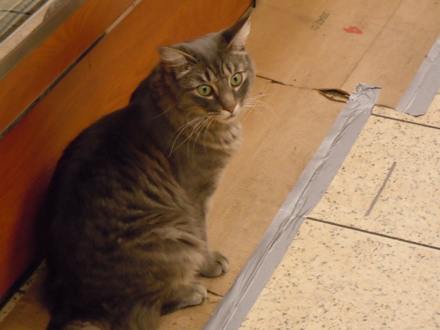 Коты и Кошки