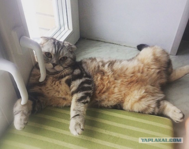 Котовторник 12.12.2017