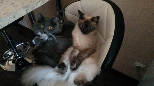 Прикольных котов пост
