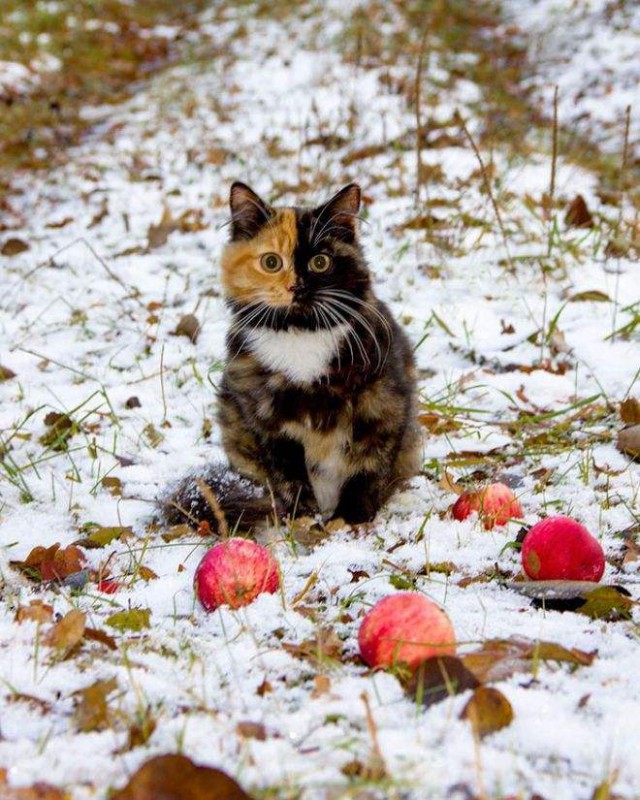 Прикольных котов пост