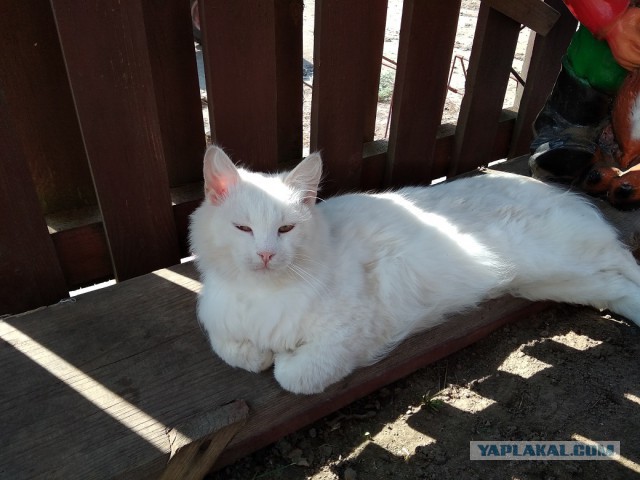 Котовторник 24.04.2018