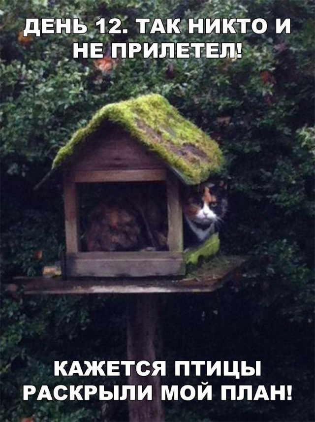 Нестандартный юмор