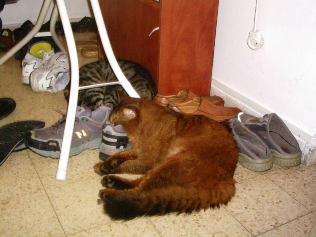 Котомет на вторник (15.04.2008)