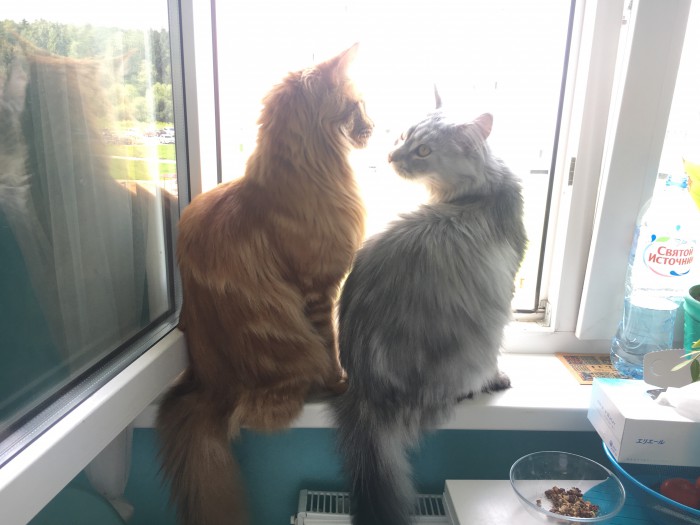 Котовторник 07.08.2018