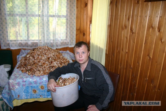 Про Гриб-зонтик
