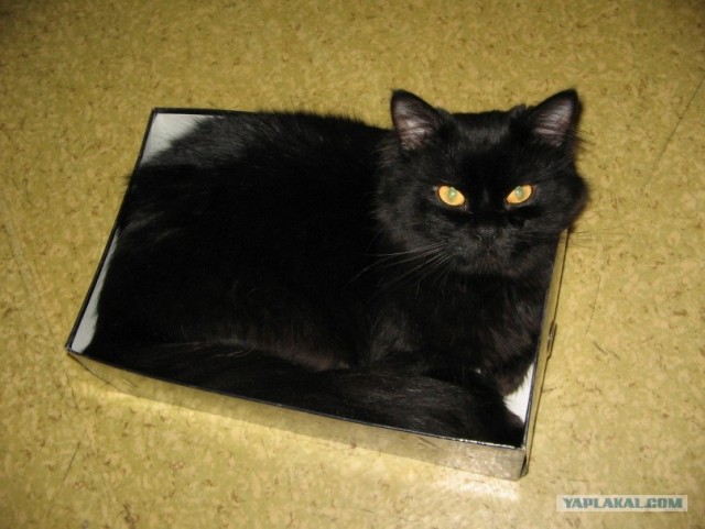 Начинаем котовторник!