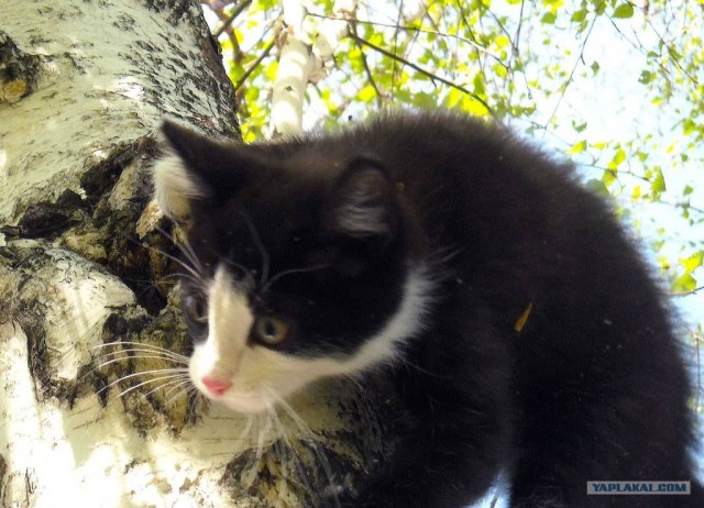 Котовторник  07.06.11