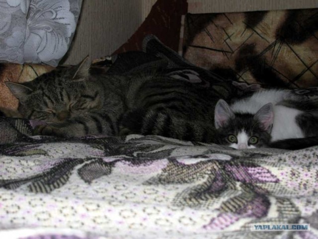 Первый котовторник июля