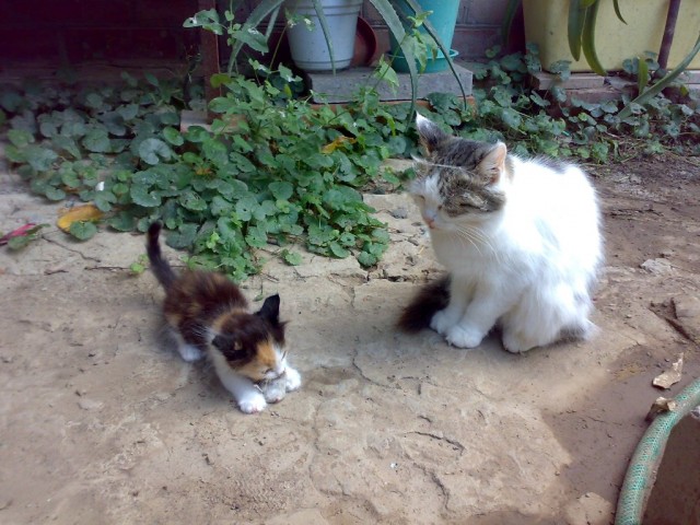 Интимный котовторник (23.08.11)