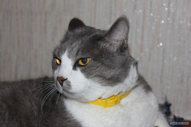 Котовторник!
